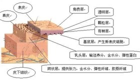 开展各类皮肤病与性病诊疗项目：