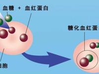 检验科 | 一文了解糖化血红蛋白