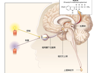 趣味科普 | 开灯睡觉到底好不好？