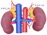 泌尿外科 | 关于肾上腺疾病，您可能想了解……
