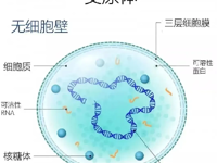 检验科 | 微生物那些事——支原体衣原体检查