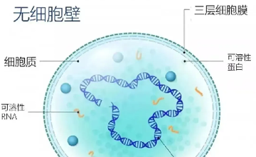 检验科 | 微生物那些事——支原体衣原体检查